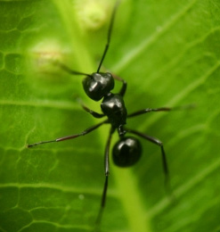 ant