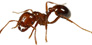 ant